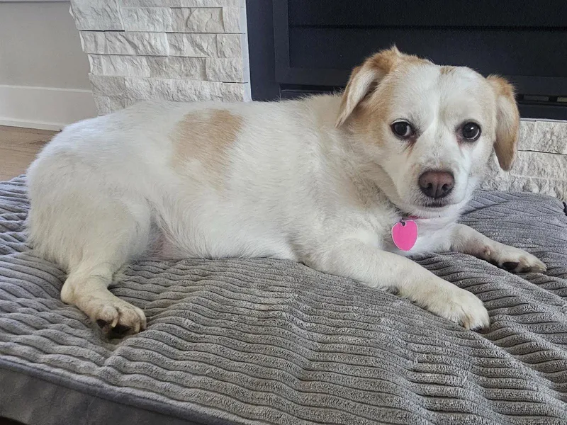 A senior small-sized female Dachshund dog named Bella Rae for adoption in Mankato, MN