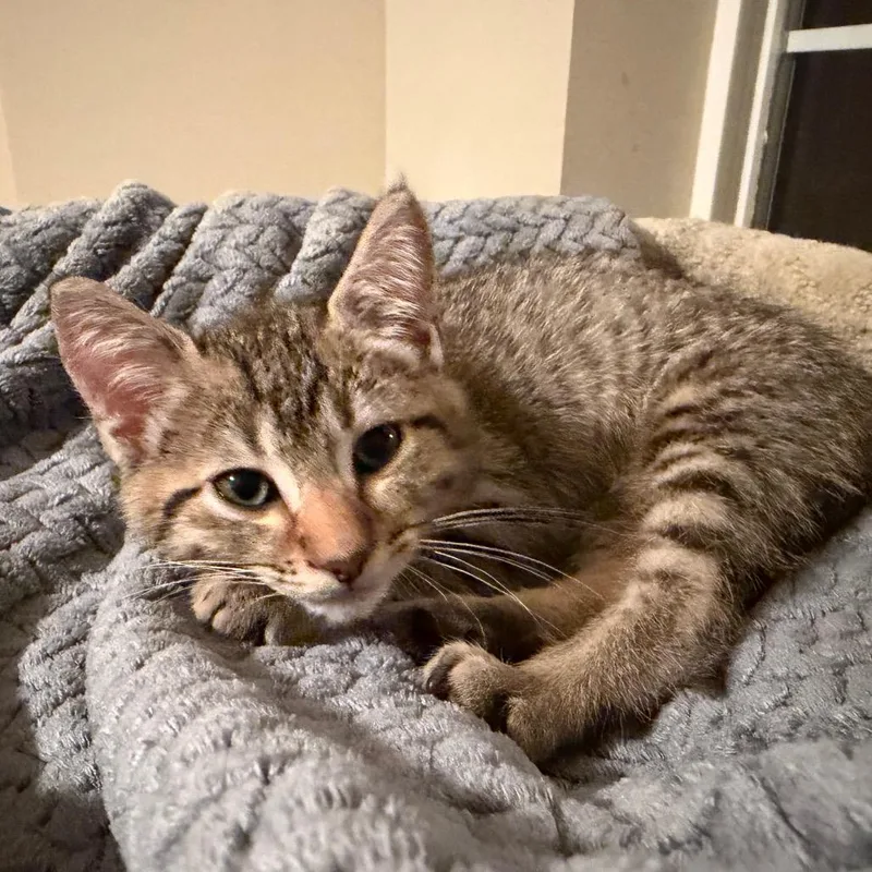 A baby small-sized male Domestic Short Hair cat named Joey for adoption in Allyn, WA