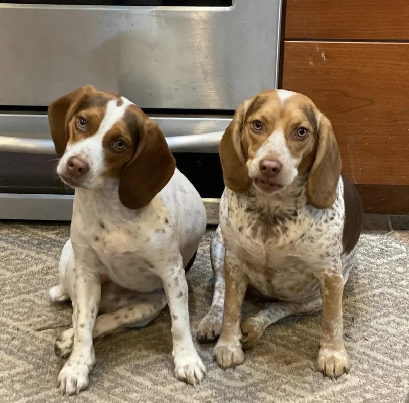 An adult medium-sized female Brown / Chocolate Beagle dog named Liza & Honeybee  for adoption in Portland, OR
