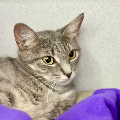 An adult small-sized female Gray / Blue / Silver Domestic Short Hair cat named Charlotte for adoption in Atlanta, GA