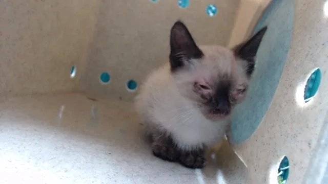 A baby medium-sized male Domestic Short Hair cat named Bruce for adoption in Downey, CA
