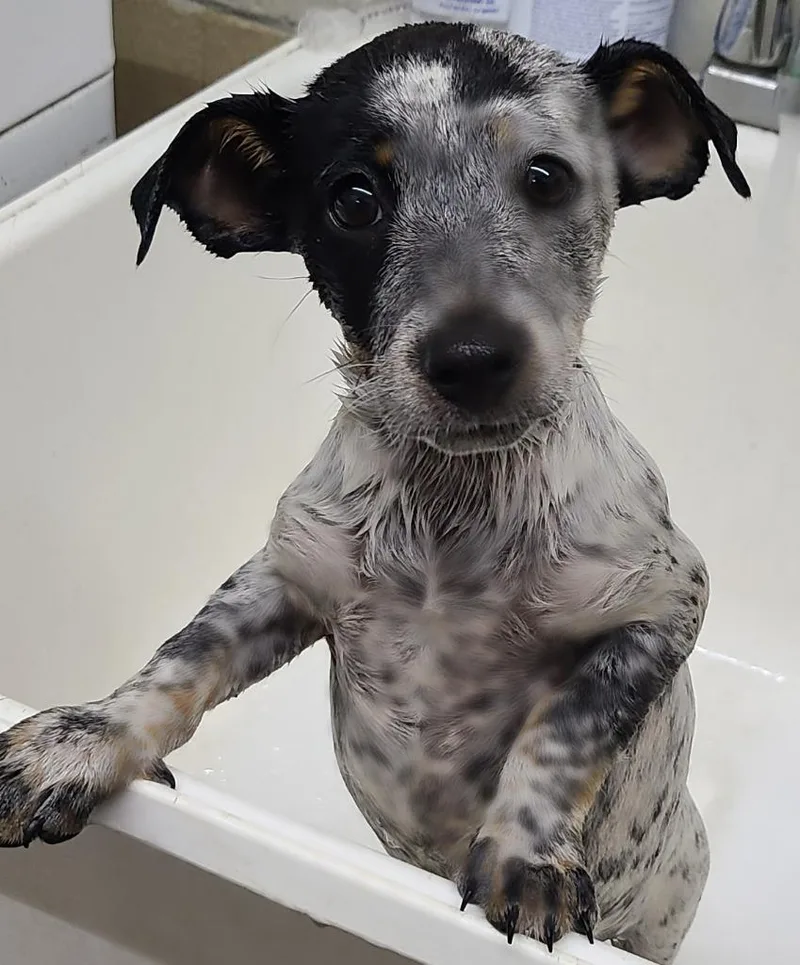 A baby medium-sized female Australian Cattle Dog / Blue Heeler dog named River for adoption in Swainsboro, GA