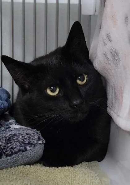 An adult medium-sized male Domestic Short Hair cat named Midnight for adoption in Elmira, NY