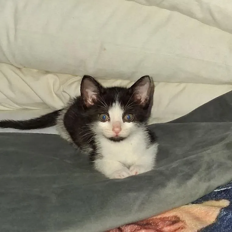 A baby small-sized male Black Domestic Short Hair cat named Mr Peepers for adoption in Bulverde, TX