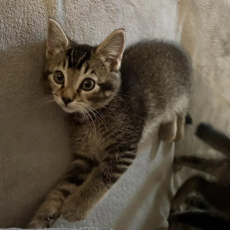 A baby small-sized male Brown / Chocolate Domestic Short Hair cat named Kol for adoption in Commerce City, CO