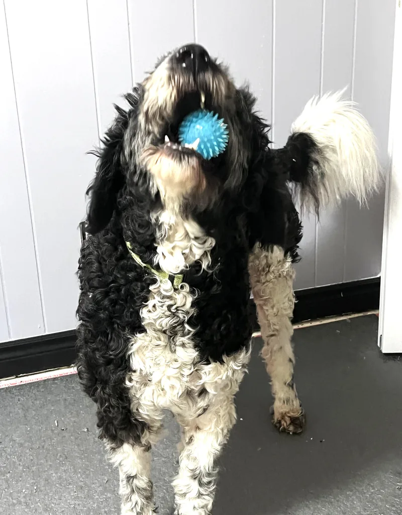 An adult medium-sized male Bicolor Portuguese Water Dog dog named Jasper for adoption in Ypsilanti, MI