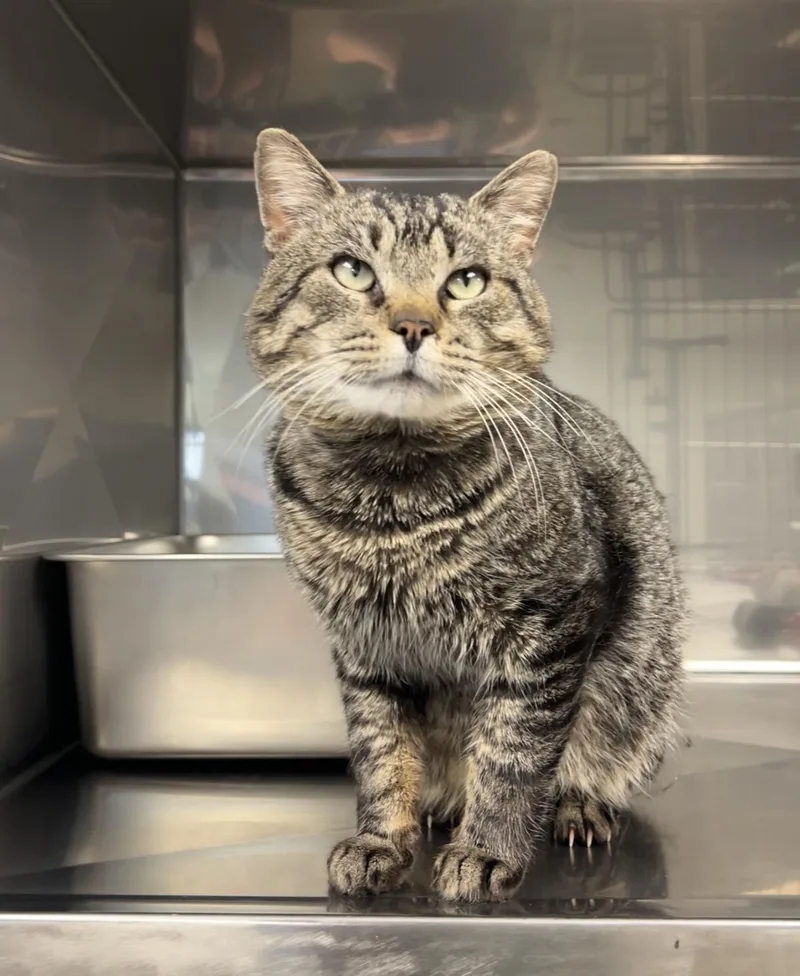 Monkfish thumbnail 2