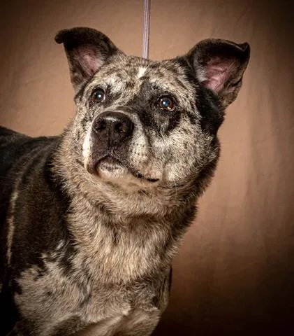 A senior large-sized male Catahoula Leopard Dog dog named Draven for adoption in Cookeville, TN