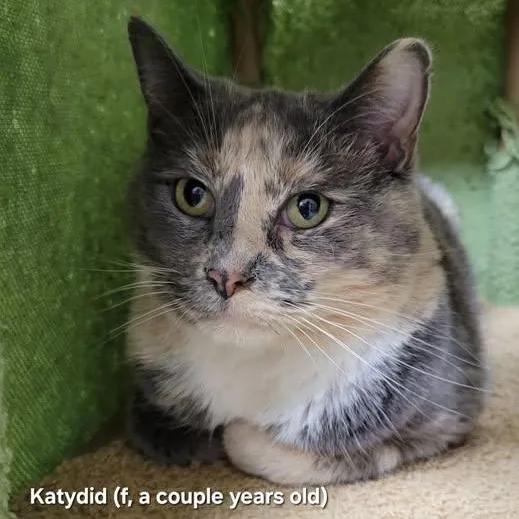 An adult medium-sized female Dilute Calico cat named Katydid for adoption in Mazon, IL