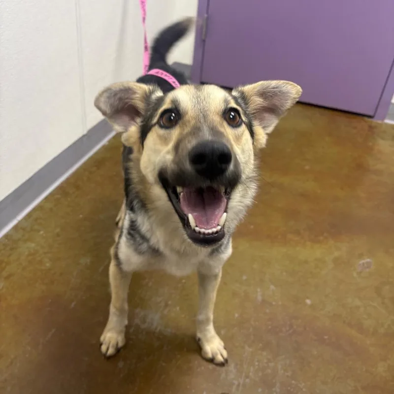 A young medium-sized female Black German Shepherd Dog named Stray Hold  Daisy for adoption in Albuquerque, NM