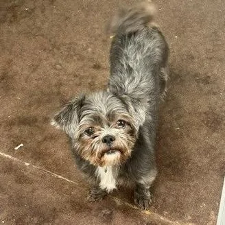A young small-sized female Gray / Blue / Silver Yorkshire Terrier dog named Spirit for adoption in Horn Lake, MS