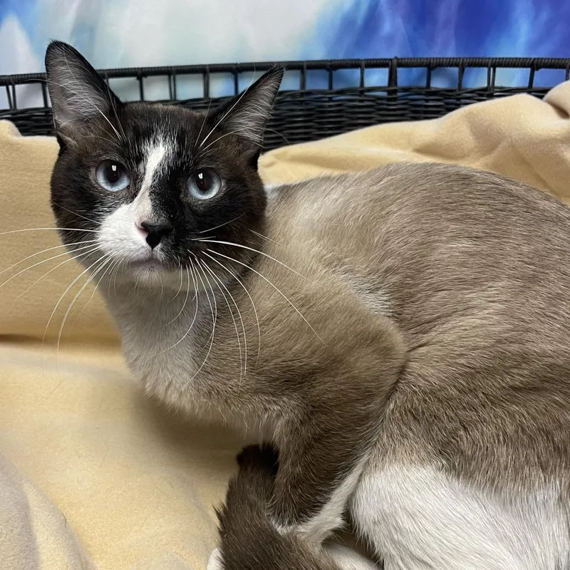 An adult medium-sized male Gray / Blue / Silver Snowshoe cat named Elias for adoption in Henderson, NV