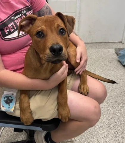 A baby small-sized male Brown / Chocolate Mixed Breed dog named Tamale for adoption in Kansas City, MO