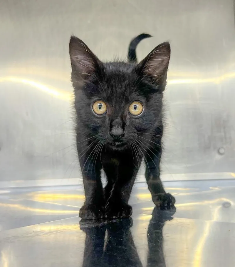 A baby small-sized male Domestic Short Hair cat named O'Ralley for adoption in Murray, KY