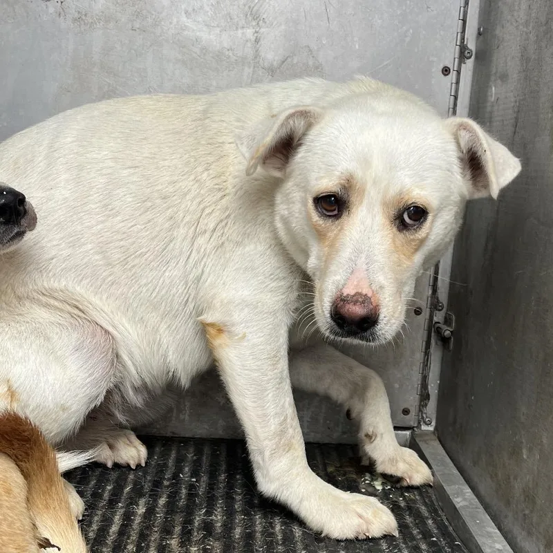 An adult medium-sized male White / Cream Shepherd dog named Barley for adoption in Edinburg, TX