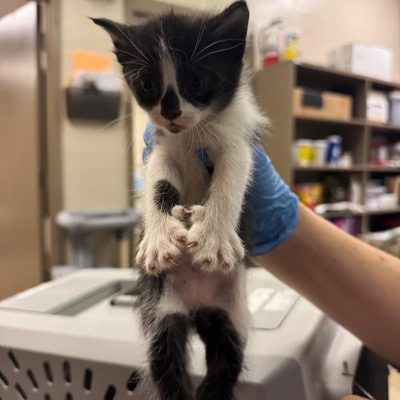 A baby small-sized male Black Domestic Short Hair cat named Nico for adoption in Birmingham, AL