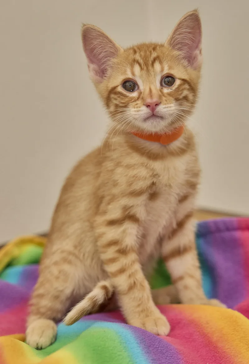 A baby medium-sized male Domestic Short Hair cat named Tanner for adoption in Santa Barbara, CA