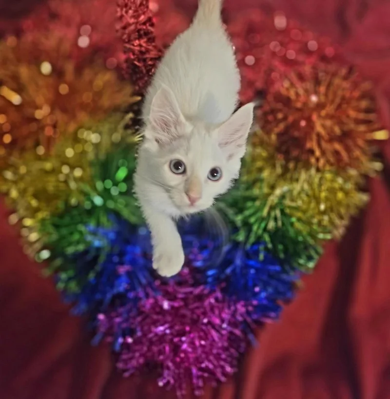 A baby small-sized male Cream / Ivory Siamese cat named Spork for adoption in Austin, TX