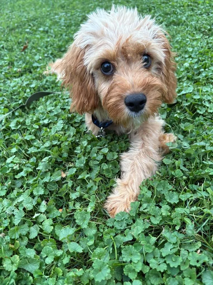 A baby small-sized male Cavalier King Charles Spaniel dog named Teddy for adoption in harrison city, PA