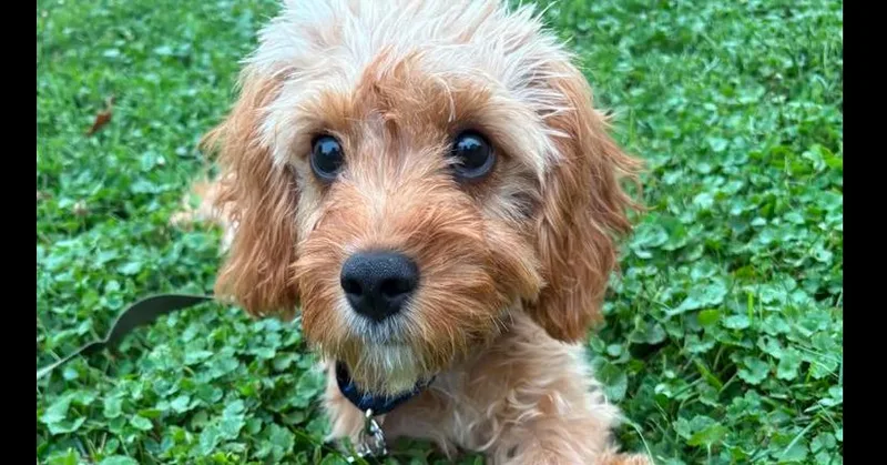 Teddy thumbnail 3