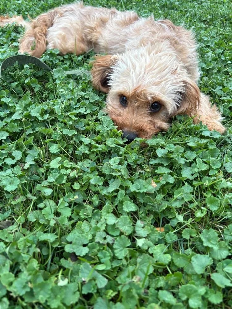Teddy thumbnail 6