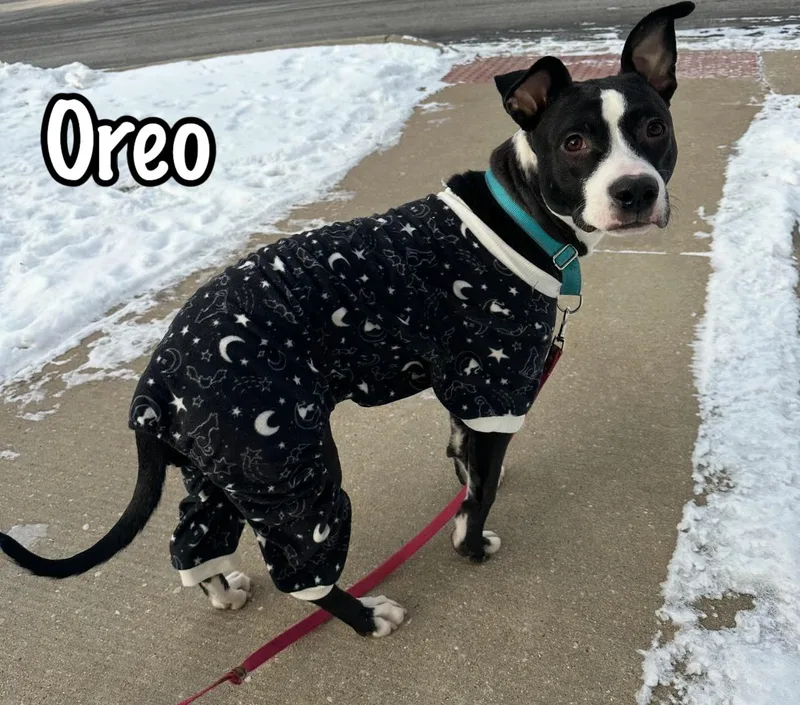 Oreo thumbnail 2