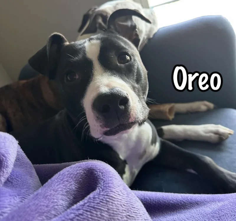 Oreo thumbnail 5