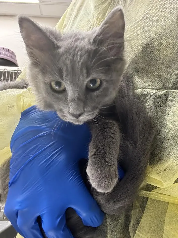 A baby small-sized male Domestic Short Hair cat named Xavier for adoption in Las Vegas, NV