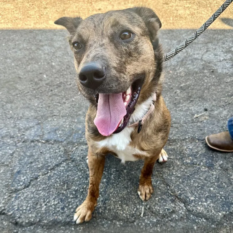 An adult medium-sized male Red / Chestnut / Orange Catahoula Leopard Dog dog named Mike Jobs K for adoption in Union, MO