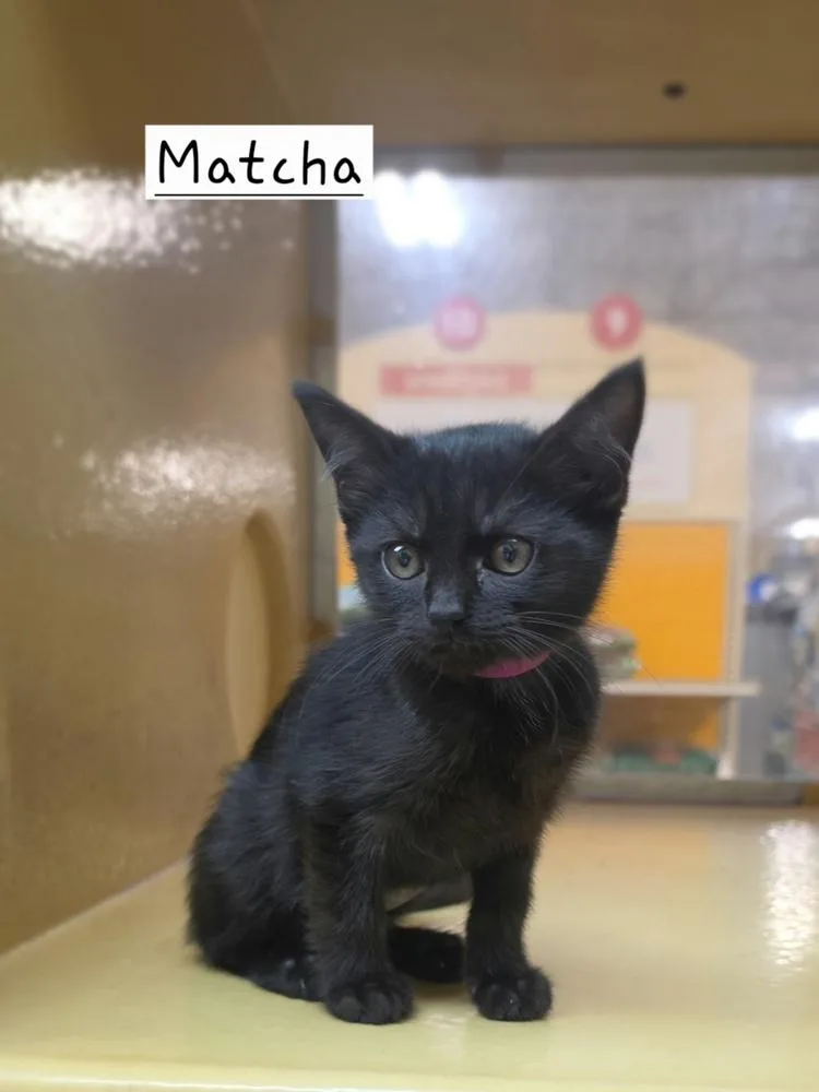 A baby small-sized female Black Domestic Short Hair cat named Matcha for adoption in Metamora, IL