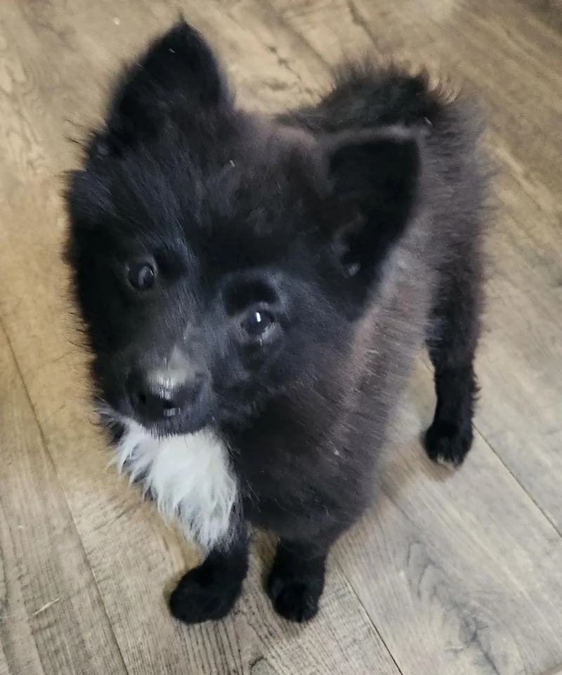 A baby small-sized male Black Pomeranian dog named Smokey for adoption in Twin lakes, WI