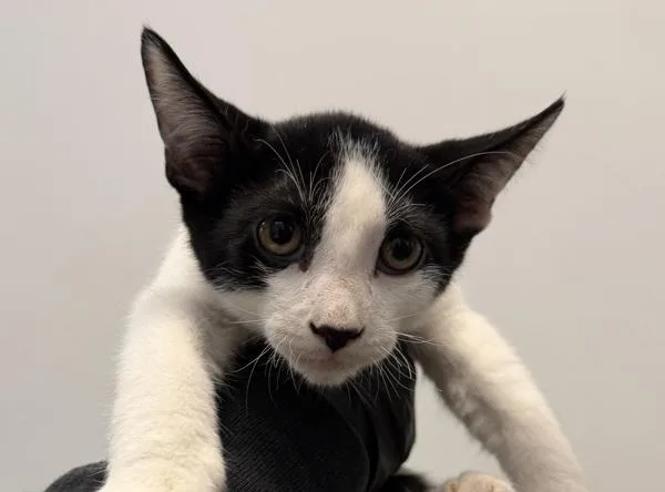 A baby small-sized male Domestic Short Hair cat named Uno for adoption in San Diego, CA