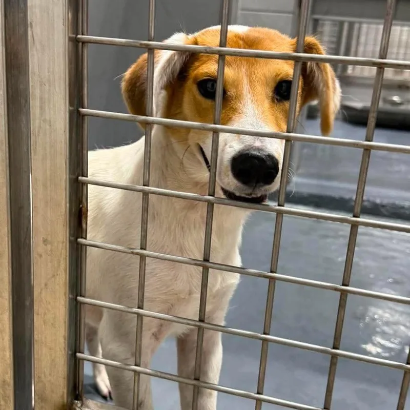 A young medium-sized male White / Cream Mixed Breed dog named Trent for adoption in Austin, TX