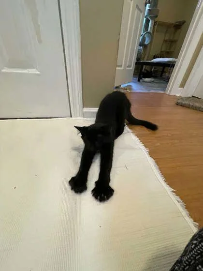A baby medium-sized male Domestic Short Hair cat named Barclay Blue for adoption in Savannah, GA
