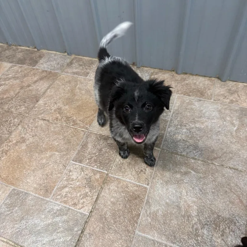 A baby small-sized male Gray / Blue / Silver Border Collie dog named Merle Boy for adoption in Homer, NY