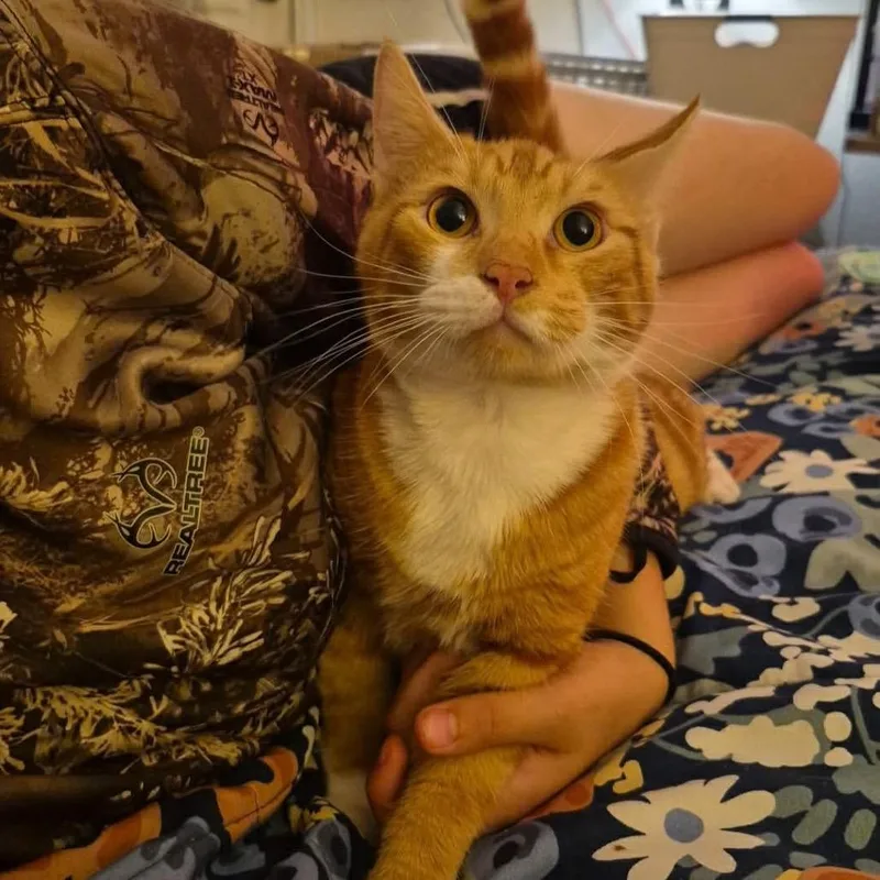 A young small-sized male Orange / Red Domestic Short Hair cat named Simba for adoption in Ferndale, WA