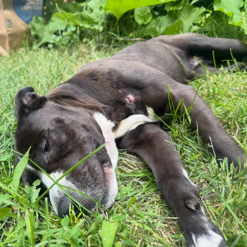 An adult medium-sized female American Staffordshire Terrier dog named Luna for adoption in Detroit, MI