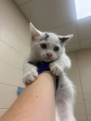 A baby small-sized male Domestic Short Hair cat named Merlin for adoption in Westland, MI