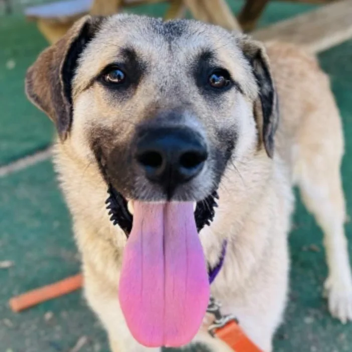 A young large-sized male Tricolor (Brown, Black, & White) Anatolian Shepherd dog named Sawyer for adoption in Cedarburg, WI