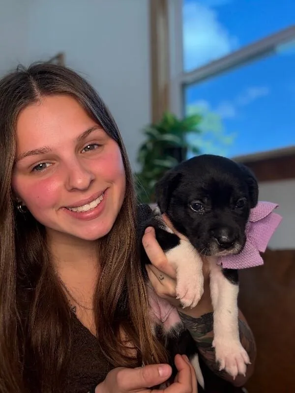 A baby medium-sized female Black Pit Bull Terrier dog named Star Space for adoption in Friendswood, TX