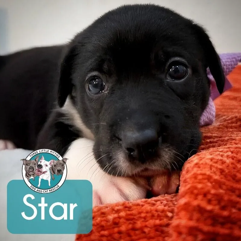 Star Space thumbnail 4