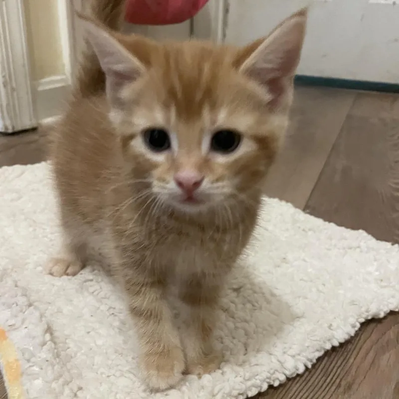 A baby small-sized male Orange / Red Domestic Short Hair cat named Auriga for adoption in Fredericksburg, VA