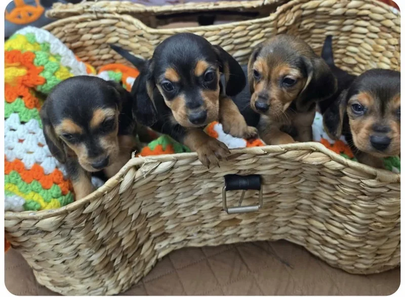 A baby small-sized female Beagle dog named Amy for adoption in Hamilton , NJ