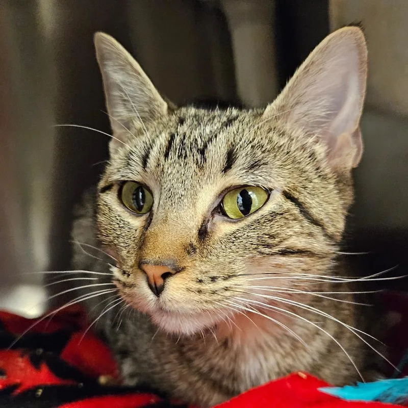 An adult large-sized female Gray / Blue / Silver Domestic Short Hair cat named Maria for adoption in Bentonville, AR