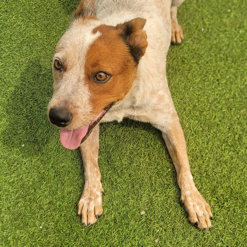 An adult medium-sized male White / Cream Cattle Dog named Koda for adoption in LOXAHATCHEE, FL