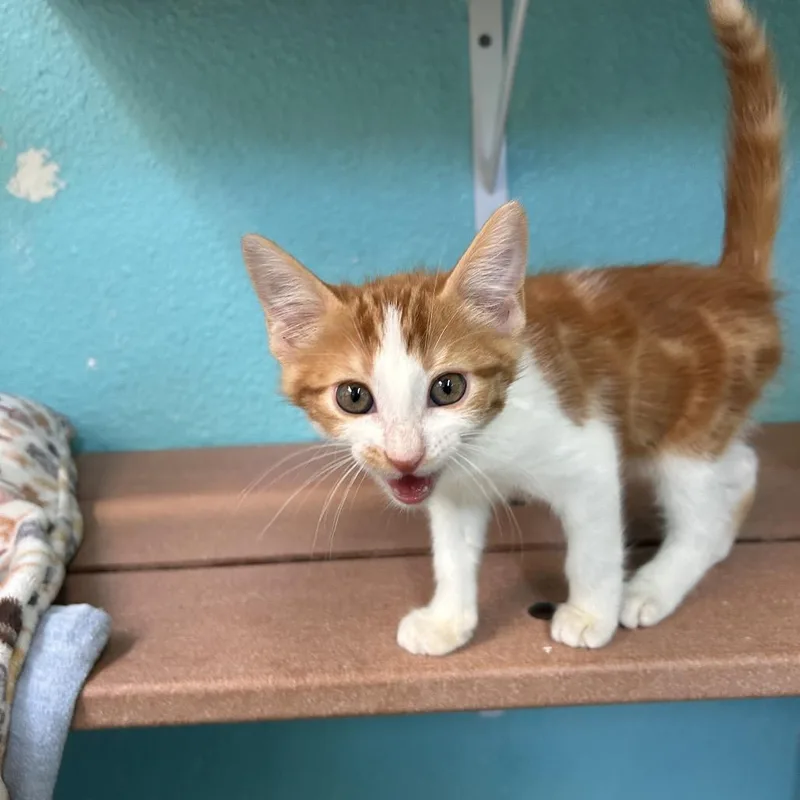 A baby small-sized male Orange / Red Domestic Short Hair cat named Scratch for adoption in Fresno, CA