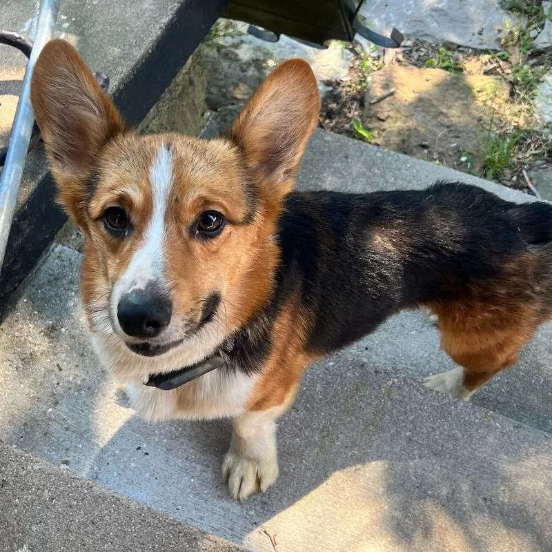 Winston