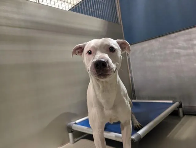 A young large-sized male Pit Bull Terrier dog named Boy for adoption in Bakersfield, CA