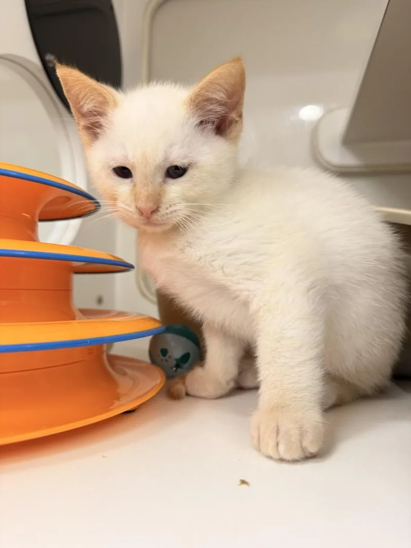 A baby small-sized male Domestic Short Hair cat named Troye for adoption in Hayward, CA