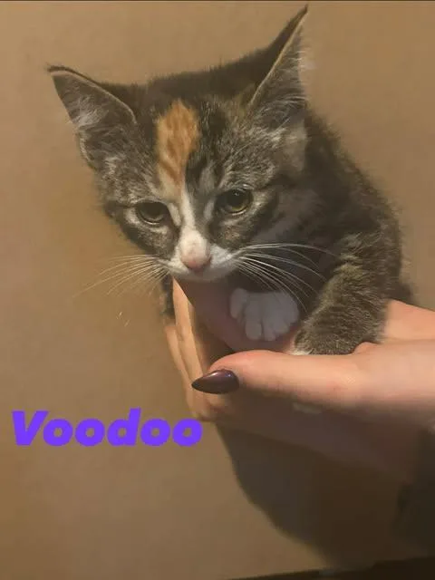 A baby small-sized female Calico Domestic Short Hair cat named Voodoo for adoption in Davison, MI